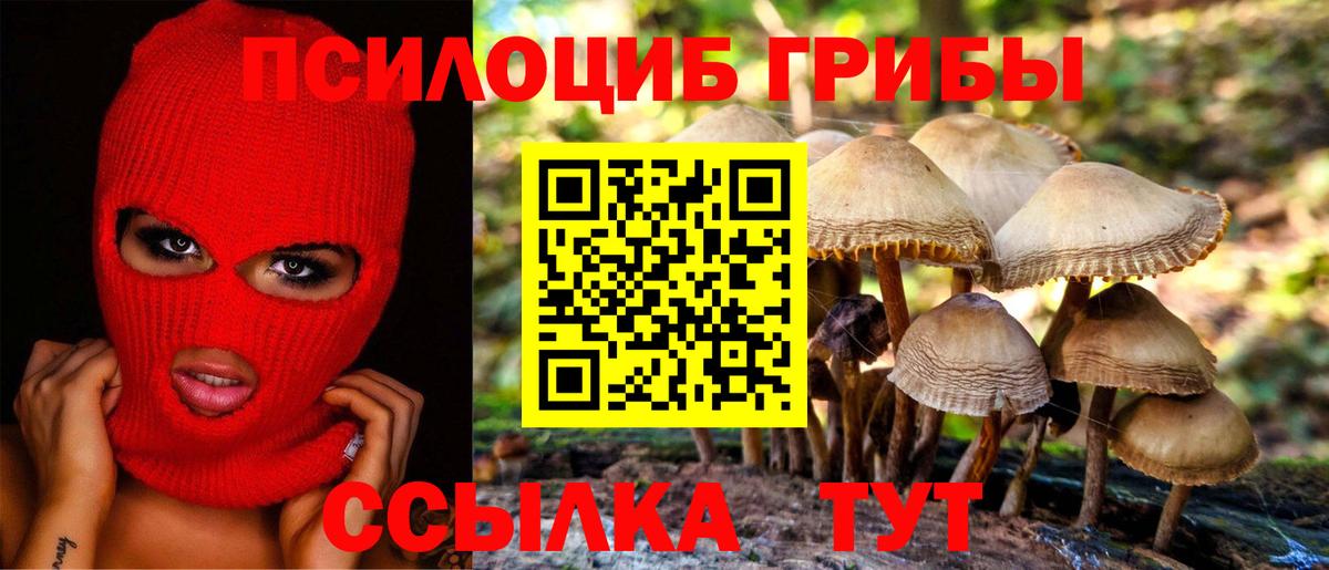 Псилоцибиновые грибы Psilocybe  даркнет сайт  Заводоуковск 
